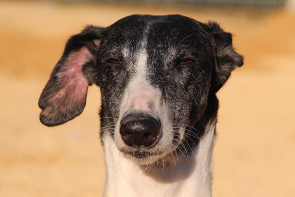 Galga ABSOLU aus San Anton sucht ... 9381188lik