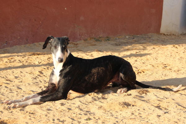 Galga ABSOLU aus San Anton sucht ... 9381191pnj