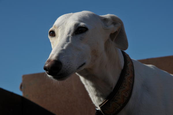 Galga Joyceta (jetzt JOY) aus San Anton sucht ... - Seite 2 9422160iof