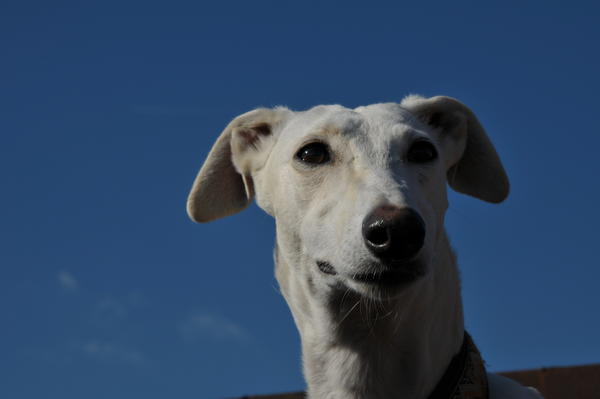 Galga Joyceta (jetzt JOY) aus San Anton sucht ... - Seite 2 9422162gfm