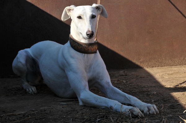 Galga Joyceta (jetzt JOY) aus San Anton sucht ... - Seite 2 9422167vlr