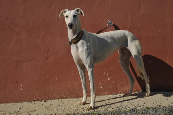 Galga Joyceta (jetzt JOY) aus San Anton sucht ... - Seite 2 9422169wxt