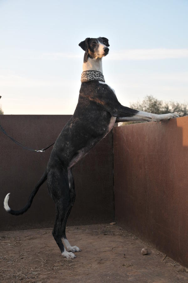 Galga ABSOLU aus San Anton sucht ... 9422180fht