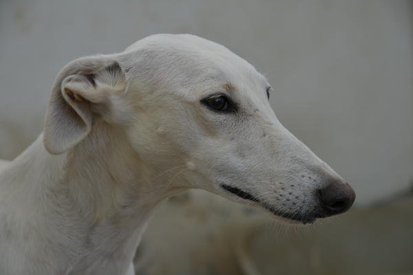 Galga Joyceta (jetzt JOY) aus San Anton sucht ... - Seite 2 9428614uls