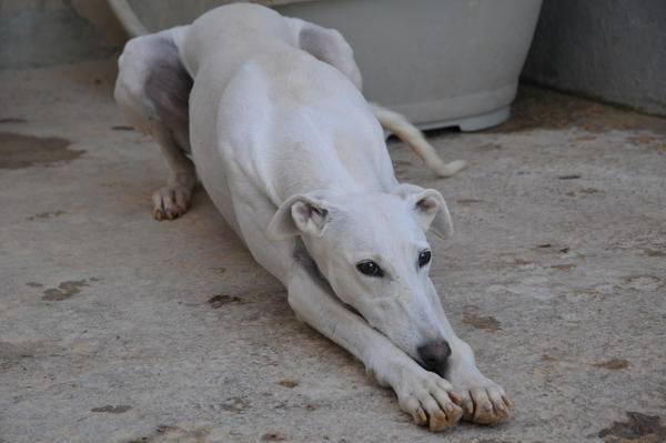 Galga Joyceta (jetzt JOY) aus San Anton sucht ... - Seite 2 9428618bky