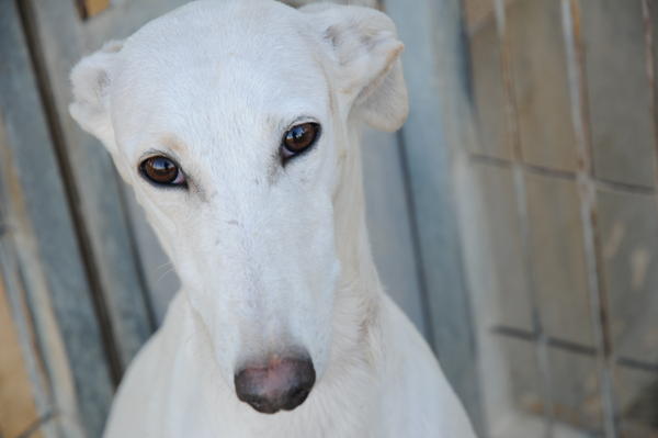 Galga Joyceta (jetzt JOY) aus San Anton sucht ... - Seite 2 9428620hly