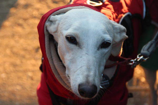 Galga Joyceta (jetzt JOY) aus San Anton sucht ... - Seite 2 9453563vho