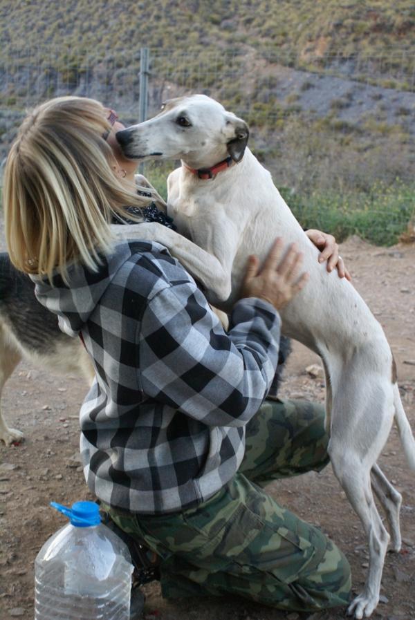 Galga CLARA aus Ramonete sucht ... 9462374qoa