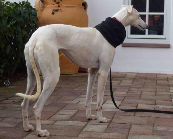 Galga Joyceta (jetzt JOY) aus San Anton sucht ... - Seite 2 9465027oux