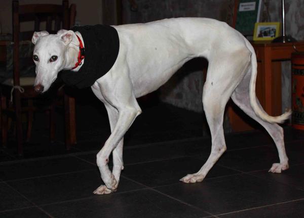 Galga Joyceta (jetzt JOY) aus San Anton sucht ... - Seite 2 9465028pvk