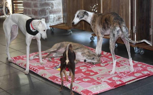 Galga Joyceta (jetzt JOY) aus San Anton sucht ... - Seite 2 9465032izh