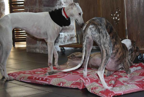 Galga Joyceta (jetzt JOY) aus San Anton sucht ... - Seite 2 9465033tvm