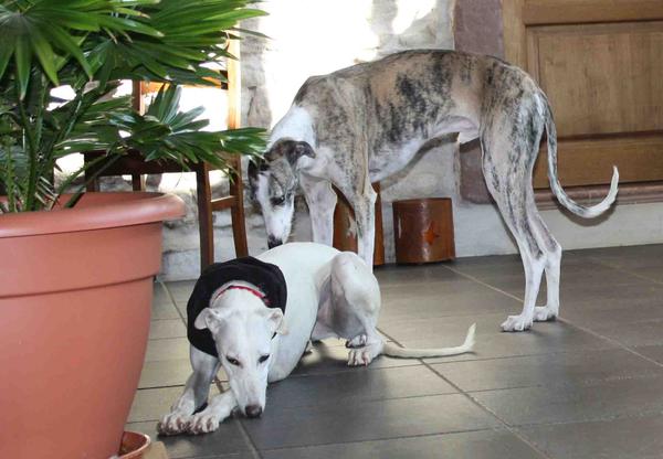 Galga Joyceta (jetzt JOY) aus San Anton sucht ... - Seite 2 9465034gaj