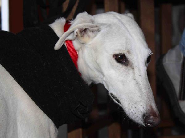 Galga Joyceta (jetzt JOY) aus San Anton sucht ... - Seite 2 9465035ivi