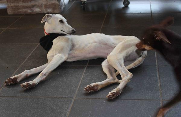 Galga Joyceta (jetzt JOY) aus San Anton sucht ... - Seite 2 9465042xvv