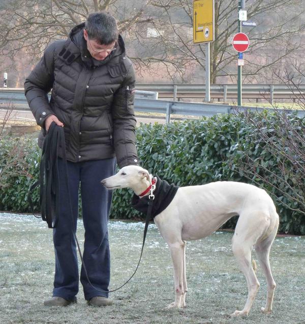 Galga Joyceta (jetzt JOY) aus San Anton sucht ... - Seite 2 9465043iuv