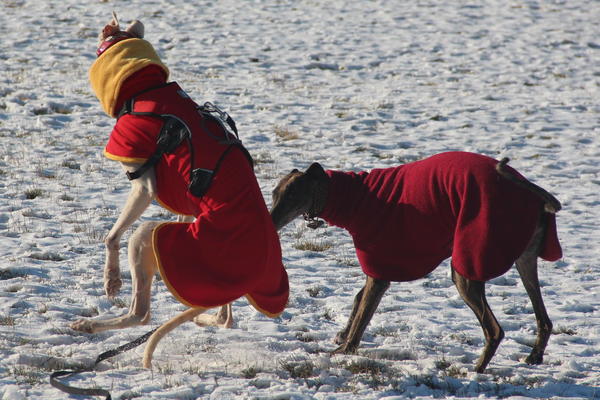 Galga Joyceta (jetzt JOY) aus San Anton sucht ... - Seite 3 9471409vrj