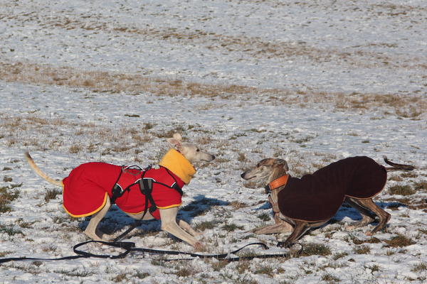 Galga Joyceta (jetzt JOY) aus San Anton sucht ... - Seite 3 9471418lsb