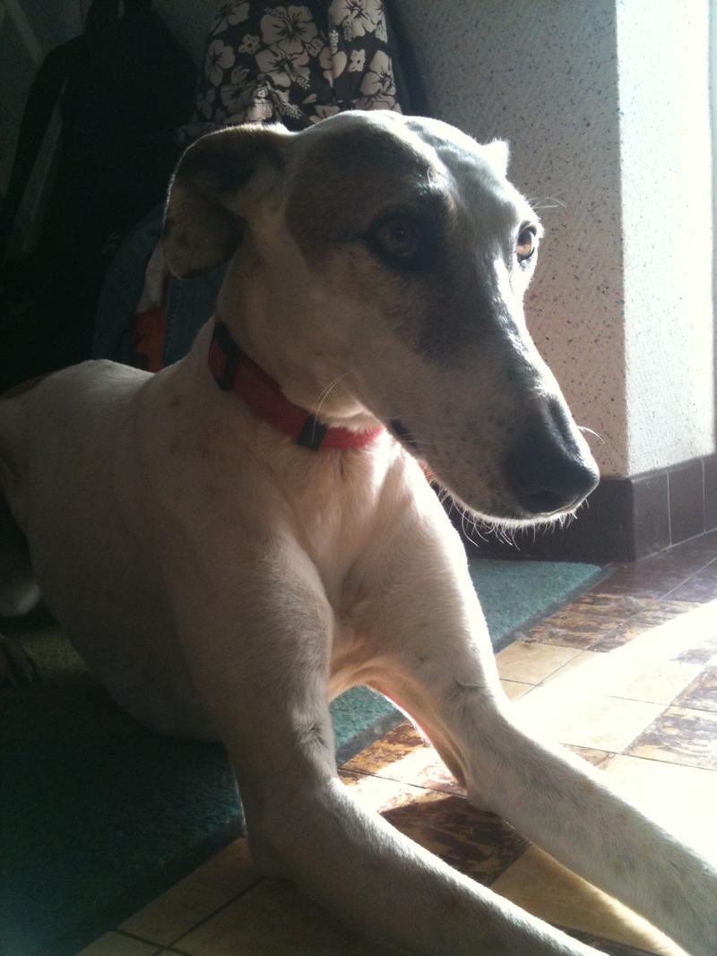 Galga CLARA aus Ramonete sucht ... 9475331veu