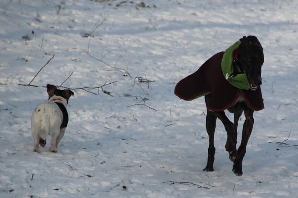 Galga Sybil (jetzt BILLIE) aus San Anton sucht ... 9521570mro