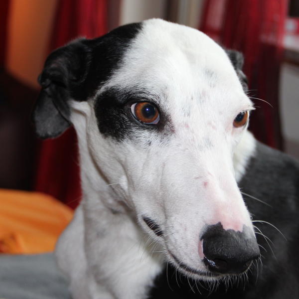 Galgo Indio aus Jerez sucht ... - Seite 3 9540481eio