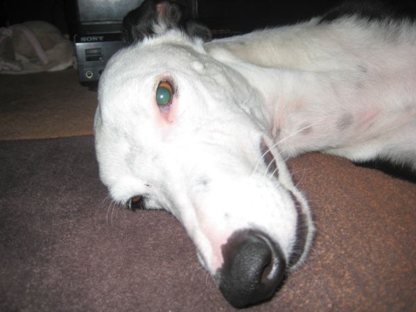 Galgo Indio aus Jerez sucht ... - Seite 3 9543195hqk