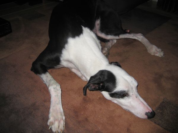 Galgo Indio aus Jerez sucht ... - Seite 3 9543196ehd