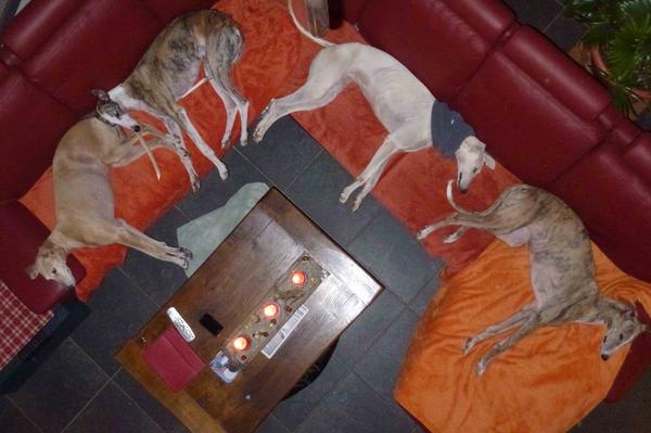 Galga Joyceta (jetzt JOY) aus San Anton sucht ... - Seite 3 9562392off