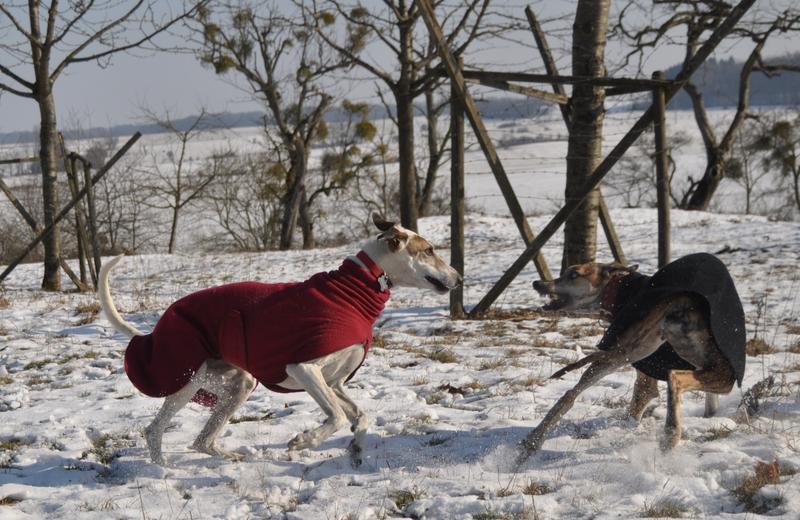 Galga CLARA aus Ramonete sucht ... - Seite 2 9573454sdx