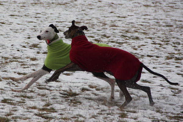 Galgo Indio aus Jerez sucht ... - Seite 3 9600726lku