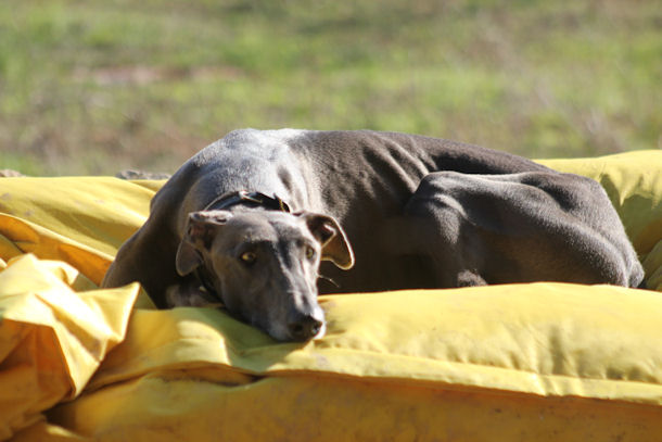 Galgo Indio aus Jerez sucht ... - Seite 4 9620281btz