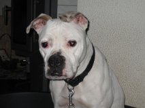 american Bulldog BO 9679268deb