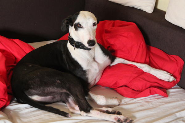 Galgo Indio aus Jerez sucht ... - Seite 5 9693324jhq