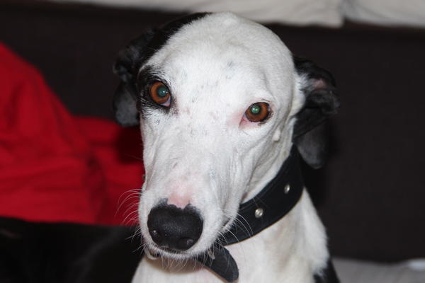 Galgo Indio aus Jerez sucht ... - Seite 5 9693325oxu