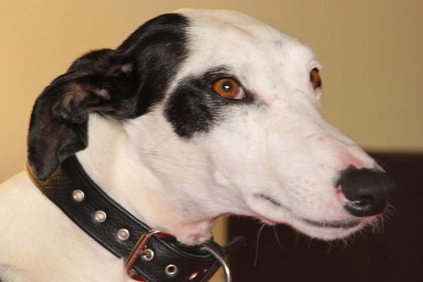 Galgo Indio aus Jerez sucht ... - Seite 5 9693327gip