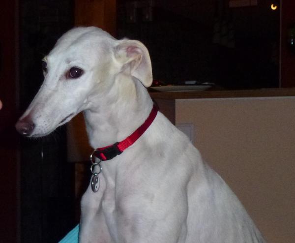 Galga Joyceta (jetzt JOY) aus San Anton sucht ... - Seite 4 9734372utm