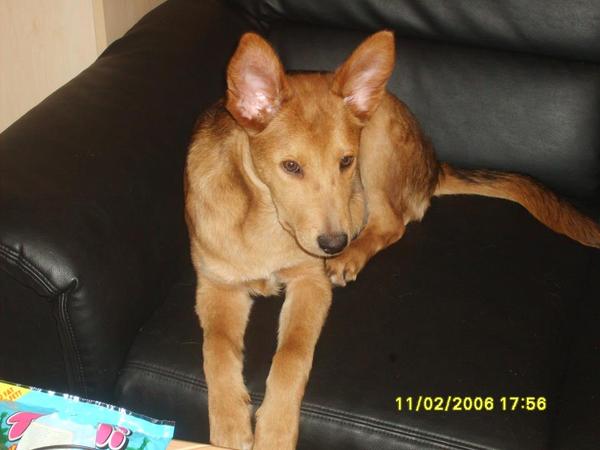 Mischlingshund ROCKO aus Ramonete (Murcia) sucht ... 9759373asw