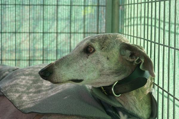 Galga SARA aus Murcia sucht ... 9762291mur