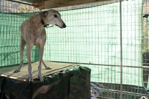 Galga SARA aus Murcia sucht ... 9762293oeh