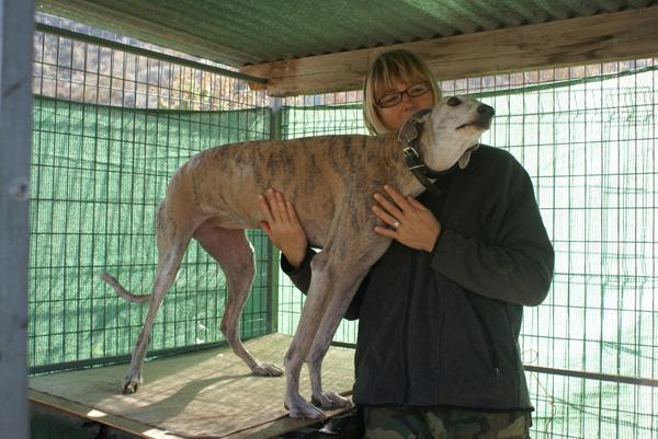 Galga SARA aus Murcia sucht ... 9762299qsv