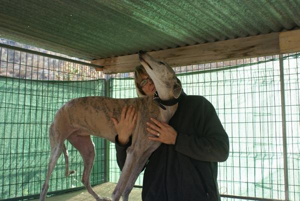 Galga SARA aus Murcia sucht ... 9762300zgn