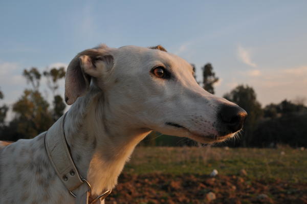 Galga MARILU aus San Anton sucht ... 9788666khn