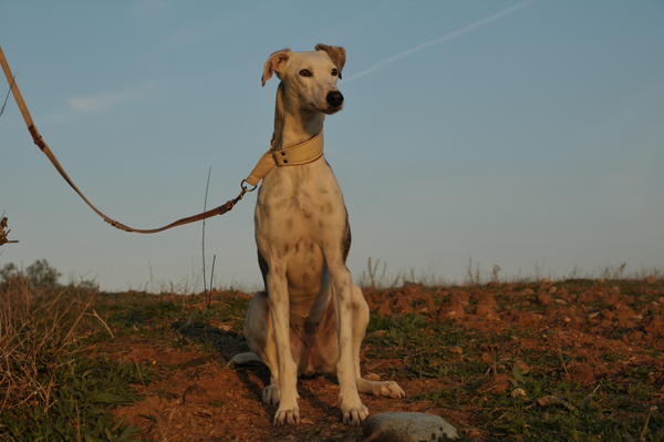 Galga MARILU aus San Anton sucht ... 9788667eru