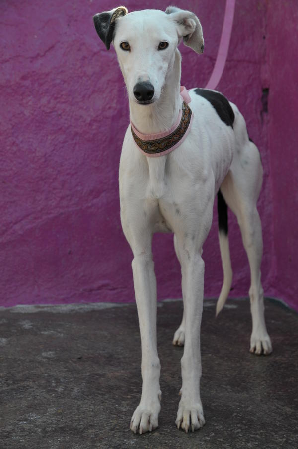 Galga MARICA aus San Anton sucht ... 9788675abf