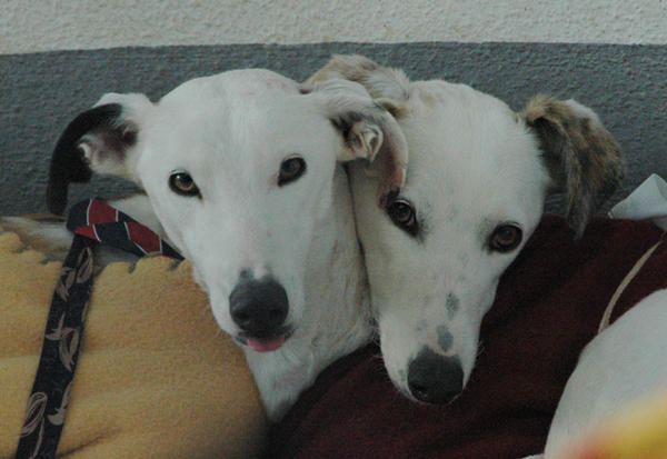 Galga MARILU aus San Anton sucht ... 9798700ewk