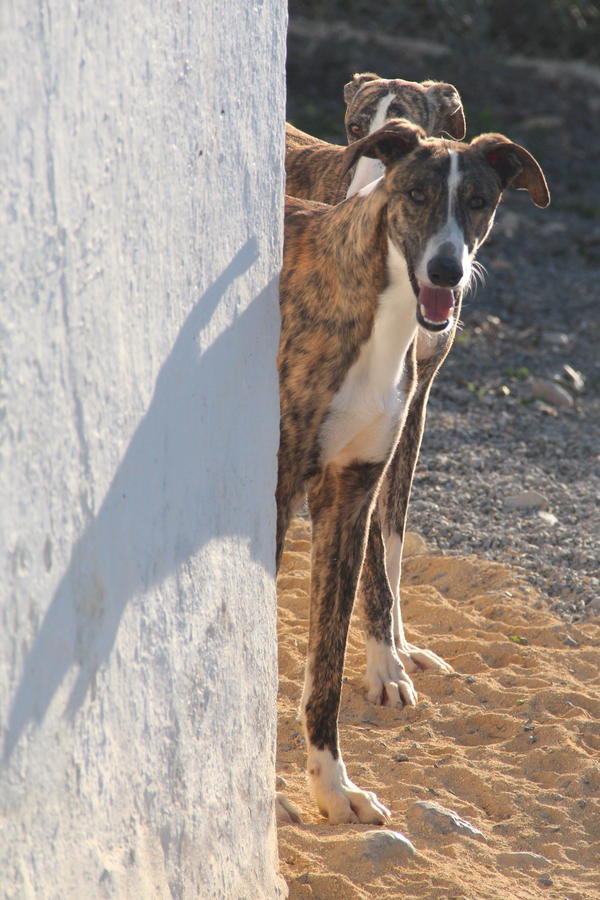 Galgo SIRIUS aus San Anton sucht ... 9806475bjs