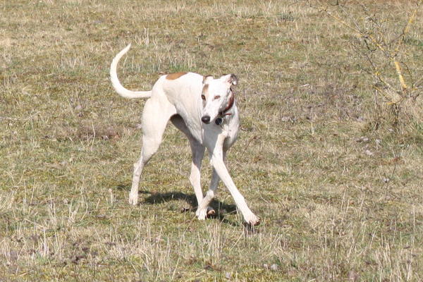 Galga CLARA aus Ramonete sucht ... - Seite 2 9849867aap