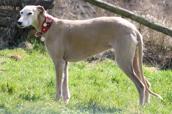 Galga POPPY aus Ramonete sucht ... - Seite 4 9993778rlo