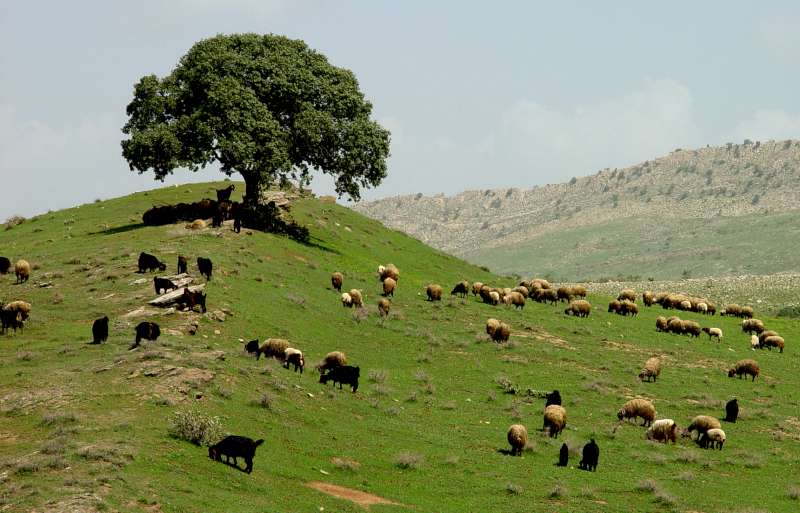  صور طبيعية من كوردستان العراق 13741411413