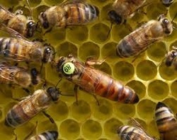 Пчеларство 9027755